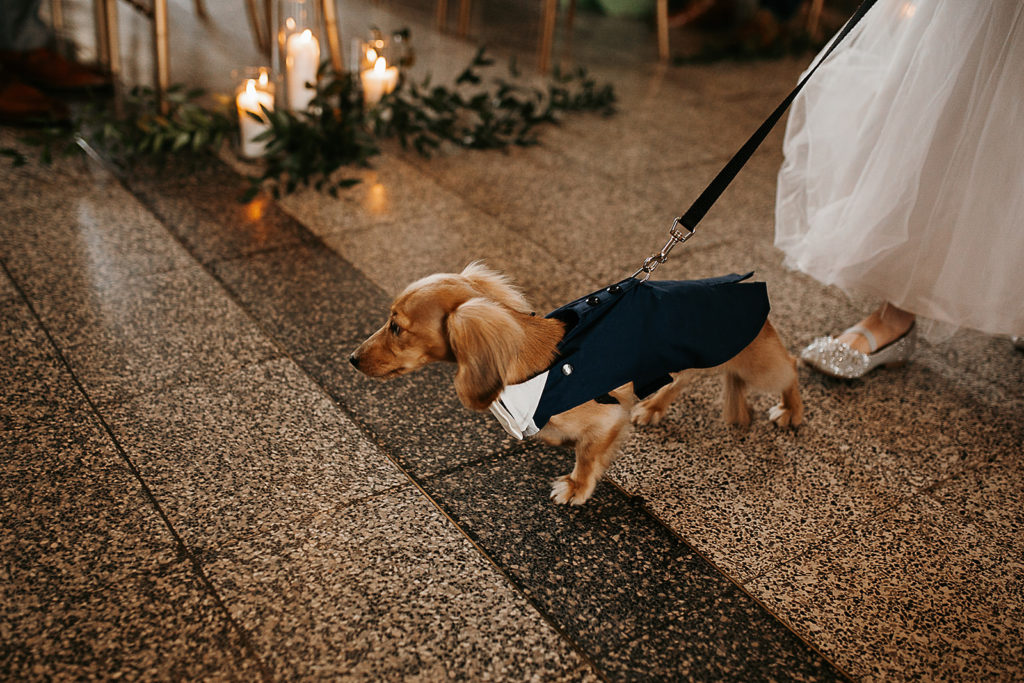 puppy as ring bearer photo